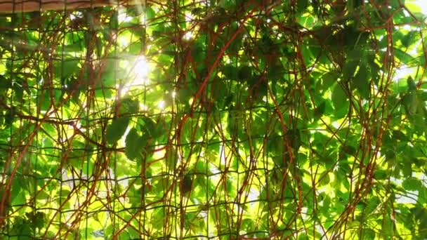 Lumière du soleil brille à travers les feuilles de la vigne — Video