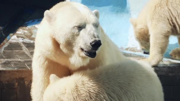 Niedźwiedź polarny z młodymi — Wideo stockowe