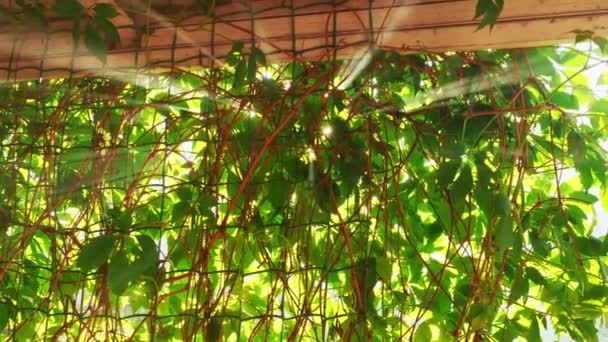 Sun light shining through the leaves of grapevine — Stock Video