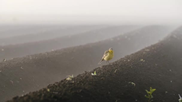 Mochila amarilla en la niebla de la mañana — Vídeos de Stock