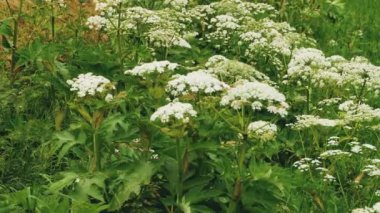 Bir hogweed bitki -Heracleum sibiricum-