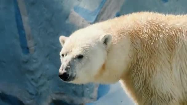 Eisbär springt ins Becken — Stockvideo