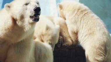 Yavruları ile Dişi Kutup Ayısı