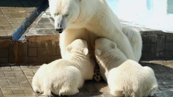 Urso polar fêmea alimentando seus filhotes — Vídeo de Stock