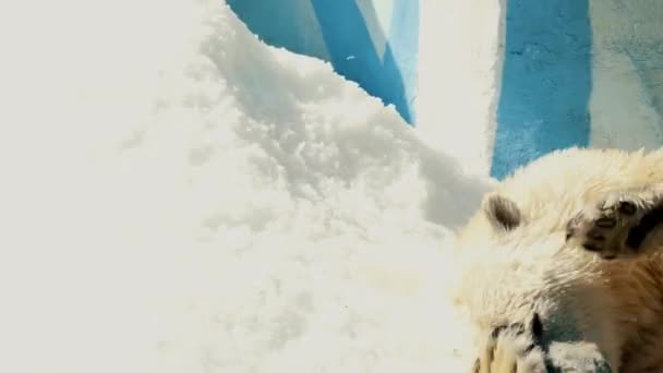 Lední medvěd, který odpočívá ve sněhu — Stock video