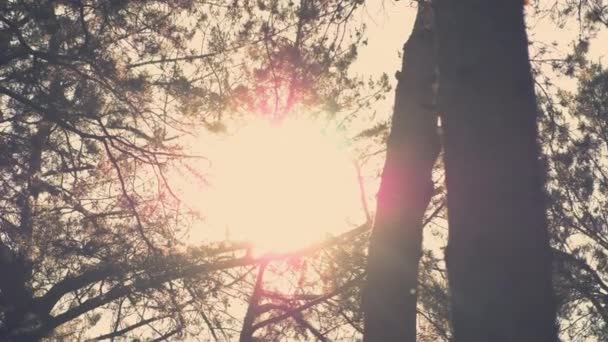 Le soleil flotte à travers les arbres — Video