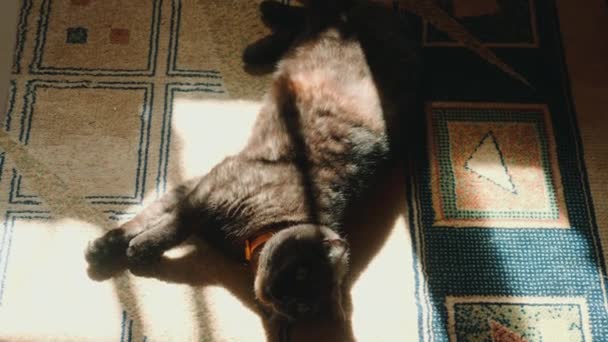 Gato preto bonito apreciando o sol — Vídeo de Stock