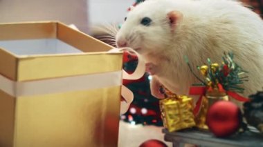 Sevimli beyaz yerli sıçan