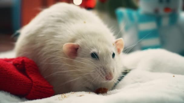 Witte binnenlandse rat Eat cookie — Stockvideo