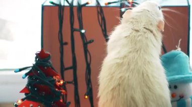 Meraklı beyaz yerli sıçan