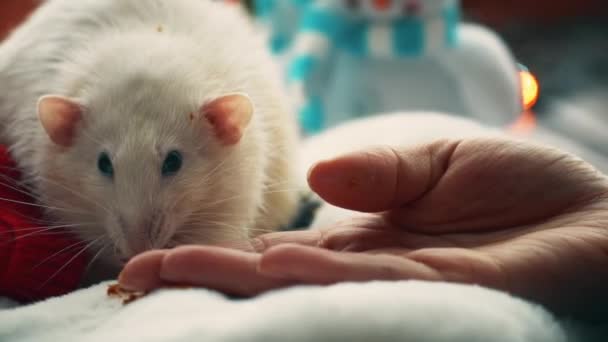 Rato doméstico branco comer biscoito — Vídeo de Stock