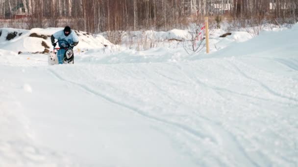 Husky équipe de chiens avec cavalier participe à la course — Video