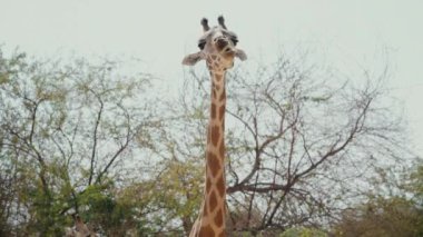 Güzel Afrika Zürafa Çiğneme Dili