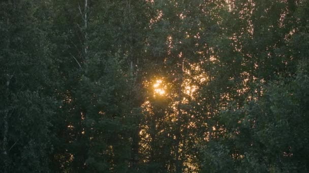 Oranje zonsondergang in het zomerwoud — Stockvideo