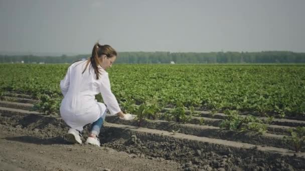 Kvinnlig agronom på fältet — Stockvideo