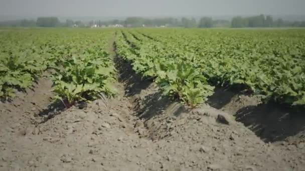 Coltivazione agricola campo di barbabietole — Video Stock