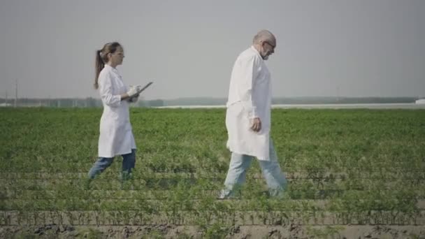 Agronomy scientists work in field — Stock Video
