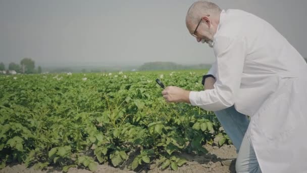 Agronomen inspekterar plantor — Stockvideo