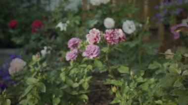 Gül bahçesinde güzel güller