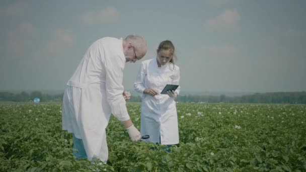 Científicos que investigan el campo agrícola — Vídeos de Stock