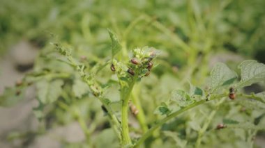 Colorado patates böceği larvaları.