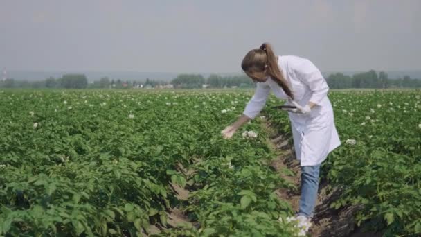 Woman agronomist with tablet computer — Stock Video