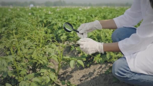 Bioloog die plaagorganismen inspecteert — Stockvideo