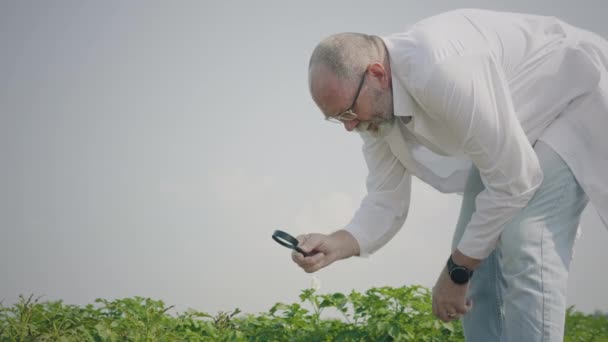 Agrarwissenschaftler inspiziert Kartoffelsetzlinge — Stockvideo