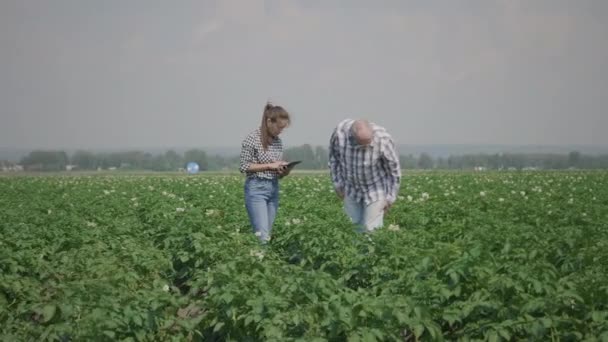 Agricoltori in campo di patate agricole — Video Stock