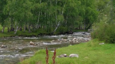 Ormandaki güzel engebeli dağ nehri