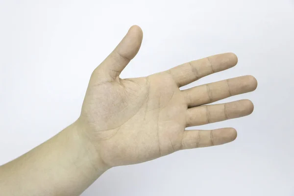 El, palmiye, düz el, parmak, parmak, beyaz bir arka plan. Yardım eli. Elini tutar.