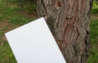 Düzen için beyaz Not defteri. Kitap eski pencereden. Bitki, beyaz kağıt üzerinde sarmaşık. 