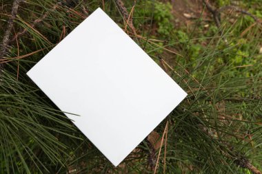 Düzen için beyaz Not defteri. Kitap eski pencereden. Bitki, beyaz kağıt üzerinde sarmaşık. 