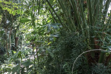 Kaktüs. Büyük bitkiler. Sera. Cacti ile Botanik Bahçesi. Pencerenin dışındaki çiçekler. Yeşil. Büyük tencere içinde Cacti. çiçekler, bahçede yol sokak