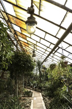 Kaktüs. Büyük bitkiler. Sera. Cacti ile Botanik Bahçesi. Pencerenin dışındaki çiçekler. Yeşil. Büyük tencere içinde Cacti. çiçekler, bahçede yol sokak