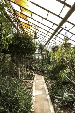 Kaktüs. Büyük bitkiler. Sera. Cacti ile Botanik Bahçesi. Pencerenin dışındaki çiçekler. Yeşil. Büyük tencere içinde Cacti. çiçekler, bahçede yol sokak