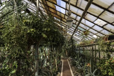 Kaktüs. Büyük bitkiler. Sera. Cacti ile Botanik Bahçesi. Pencerenin dışındaki çiçekler. Yeşil. Büyük tencere içinde Cacti. çiçekler, bahçede yol sokak