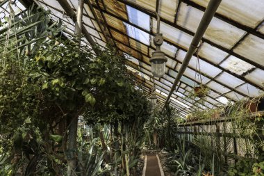 Kaktüs. Büyük bitkiler. Sera. Cacti ile Botanik Bahçesi. Pencerenin dışındaki çiçekler. Yeşil. Büyük tencere içinde Cacti. çiçekler, bahçede yol sokak