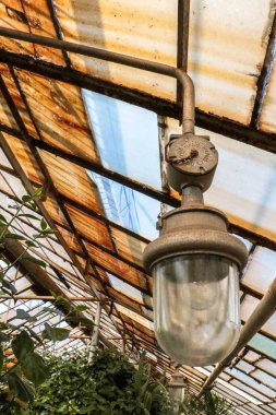 Sokak ışığı. Fener, Botanik Bahçesi, büyük bitkiler, kaktüs. Sera. Tavana fenerler. Parlak arka plan