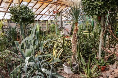 Kaktüs. Büyük bitkiler. Sera. Cacti ile Botanik Bahçesi. Pencerenin dışındaki çiçekler. Yeşil. Büyük tencere içinde Cacti. çiçekler, bahçede yol sokak