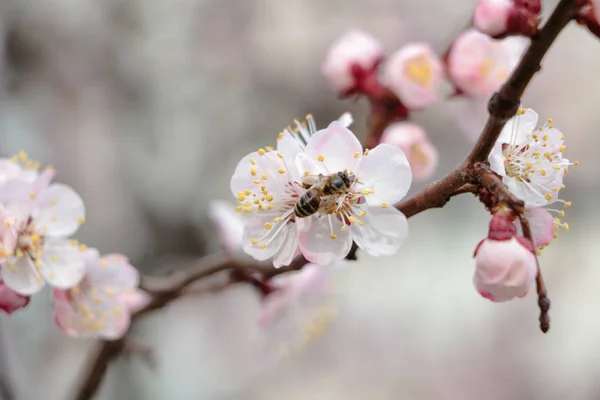 kayısı çiçeği. Çiçeklenme kayısı. Bahar çiçekleri. Bulanık arka plan. Pembe ve beyaz çiçekler. Sıcak yay arka planı