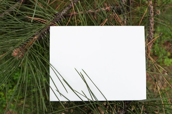 Düzen için beyaz Not defteri. Kitap eski pencereden. Bitki, beyaz kağıt üzerinde sarmaşık. 