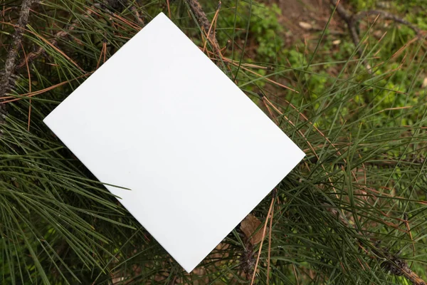 Düzen için beyaz Not defteri. Kitap eski pencereden. Bitki, beyaz kağıt üzerinde sarmaşık. 