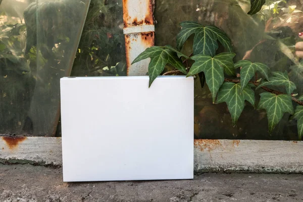 Düzen için beyaz Not defteri. Kitap eski pencereden. Bitki, beyaz kağıt üzerinde sarmaşık. 