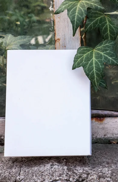 Düzen için beyaz Not defteri. Kitap eski pencereden. Bitki, beyaz kağıt üzerinde sarmaşık. 