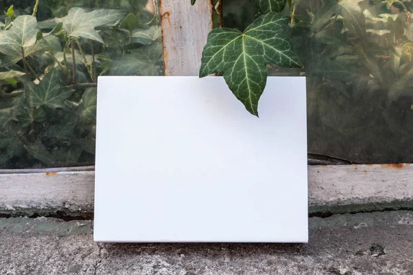 Düzen için beyaz Not defteri. Kitap eski pencereden. Bitki, beyaz kağıt üzerinde sarmaşık. 