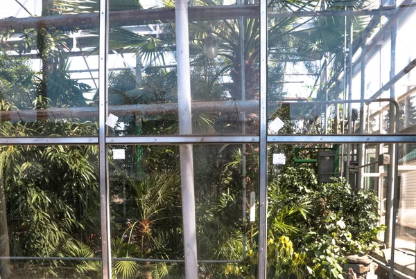 Cacti Grandes Plantas Estufa Jardim Botânico Com Cactos Flores Fora — Fotografia de Stock