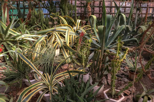 Kaktusy Duże Rośliny Gazów Cieplarnianych Ogród Botaniczny Kaktusów Kwiaty Zewnątrz — Zdjęcie stockowe