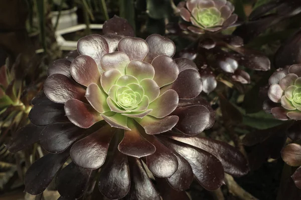 Kaktüs. Büyük bitkiler. Sera. Cacti ile Botanik Bahçesi. Pencerenin dışındaki çiçekler. Yeşil. Büyük tencere içinde Cacti. çiçekler, bahçede yol sokak