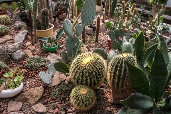 Kaktüs. Büyük bitkiler. Sera. Cacti ile Botanik Bahçesi. Pencerenin dışındaki çiçekler. Yeşil. Büyük tencere içinde Cacti. çiçekler, bahçede yol sokak